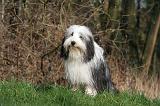 BEARDED COLLIE 332